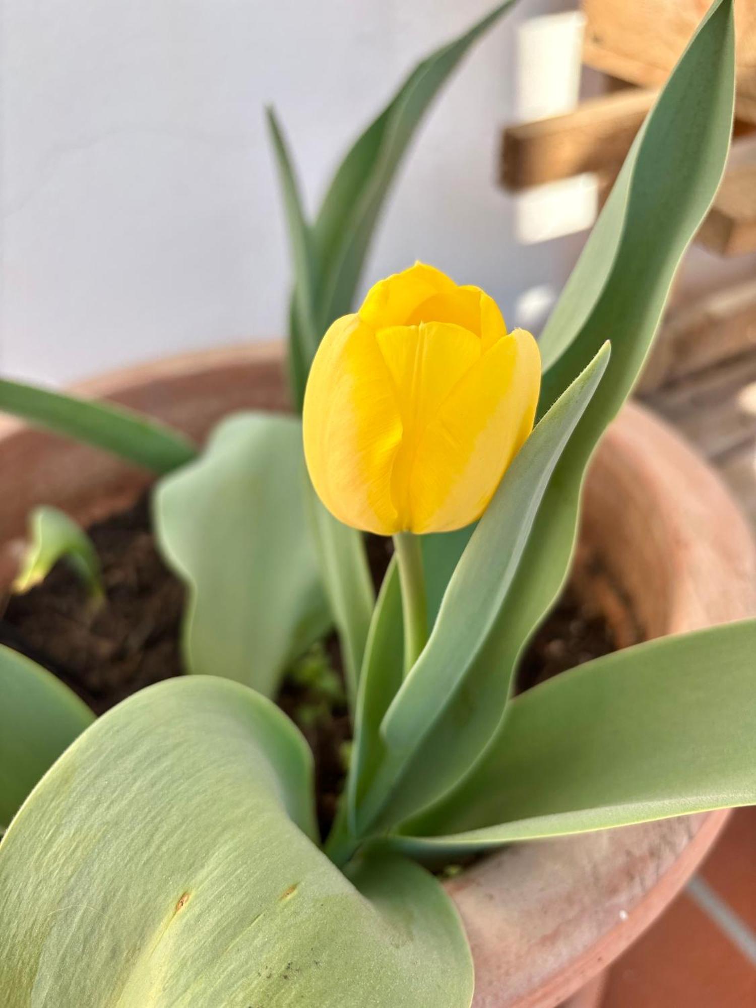 B&B Il Tulipano Como Eksteriør bilde